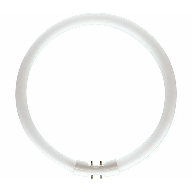 Circular fluorescent 2GX13 light bulb on a white background