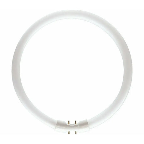 Circular fluorescent 2gx13 fitting light bulb on a white background