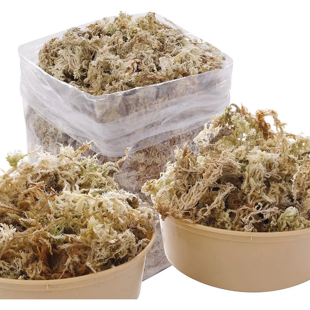 Three containers filled with dried moss on a white background