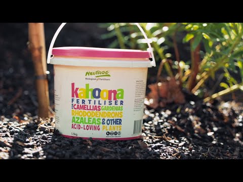 How to use Kahoona